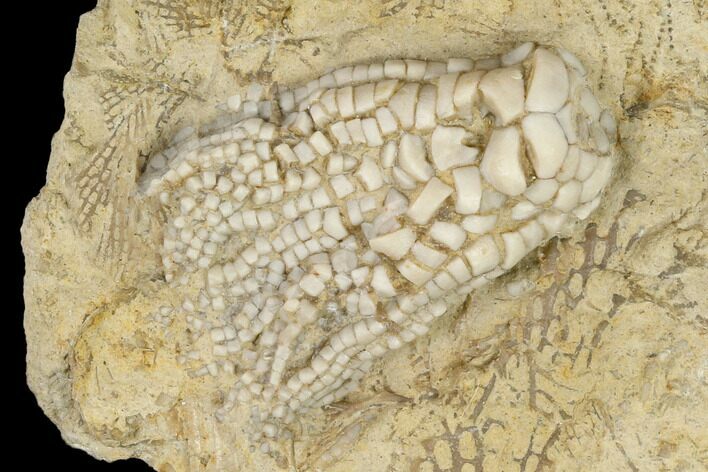 Fossil Crinoid (Zeacrinites) - Alabama #114400